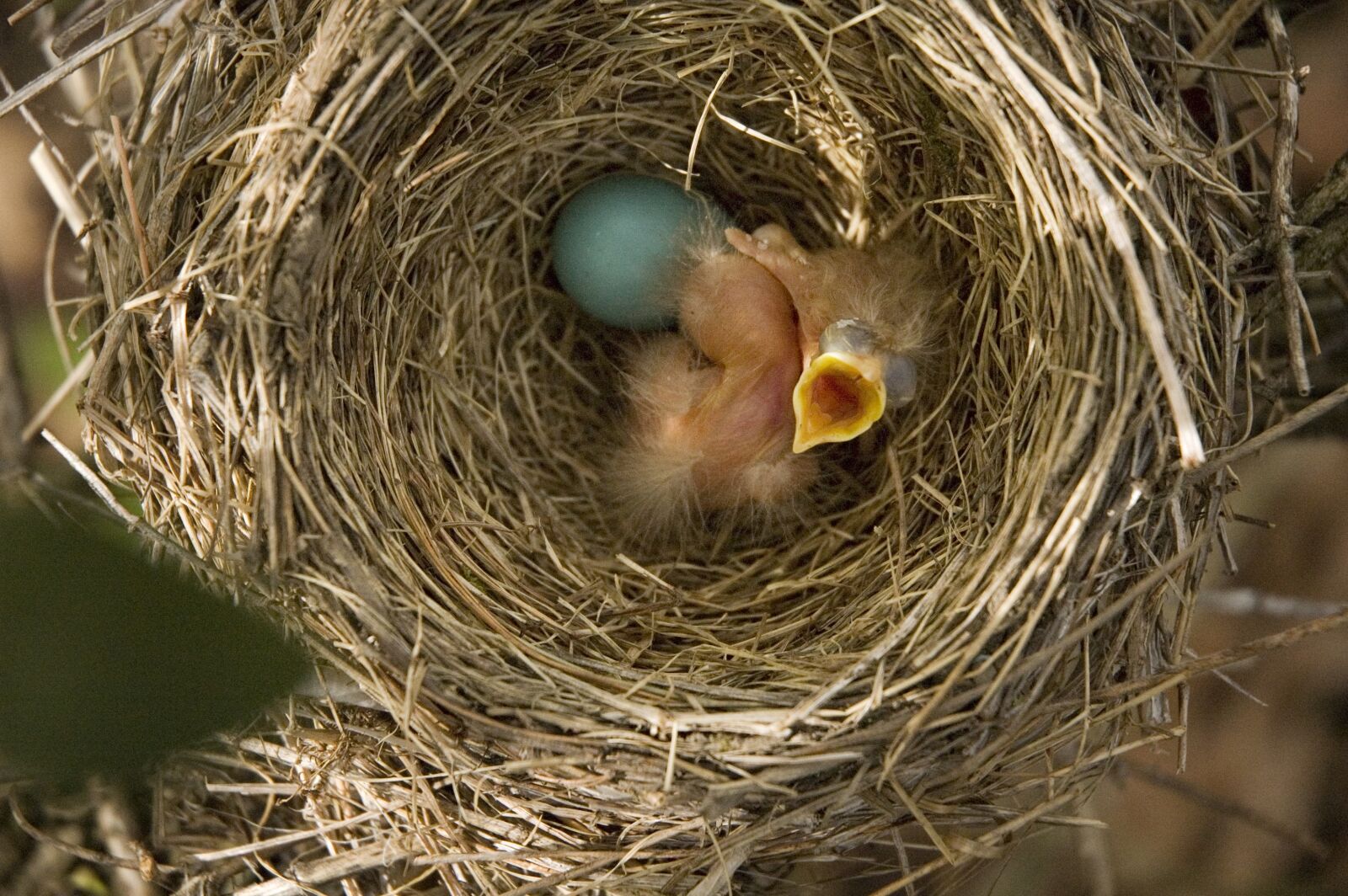 Nikon D70 sample photo. Robin, baby, bird photography