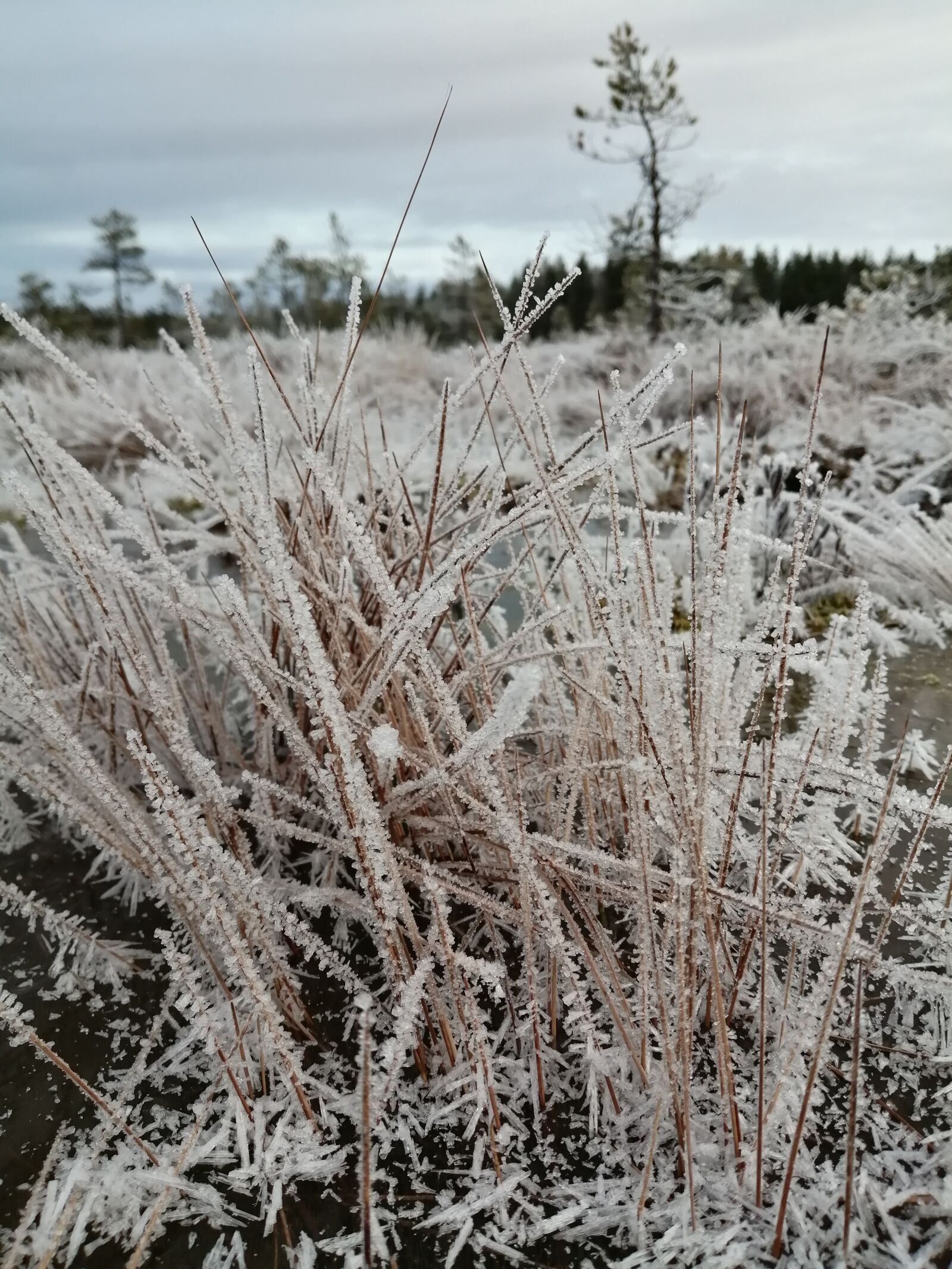 HUAWEI P SMART 2019 sample photo. Frost, winter, swamp photography