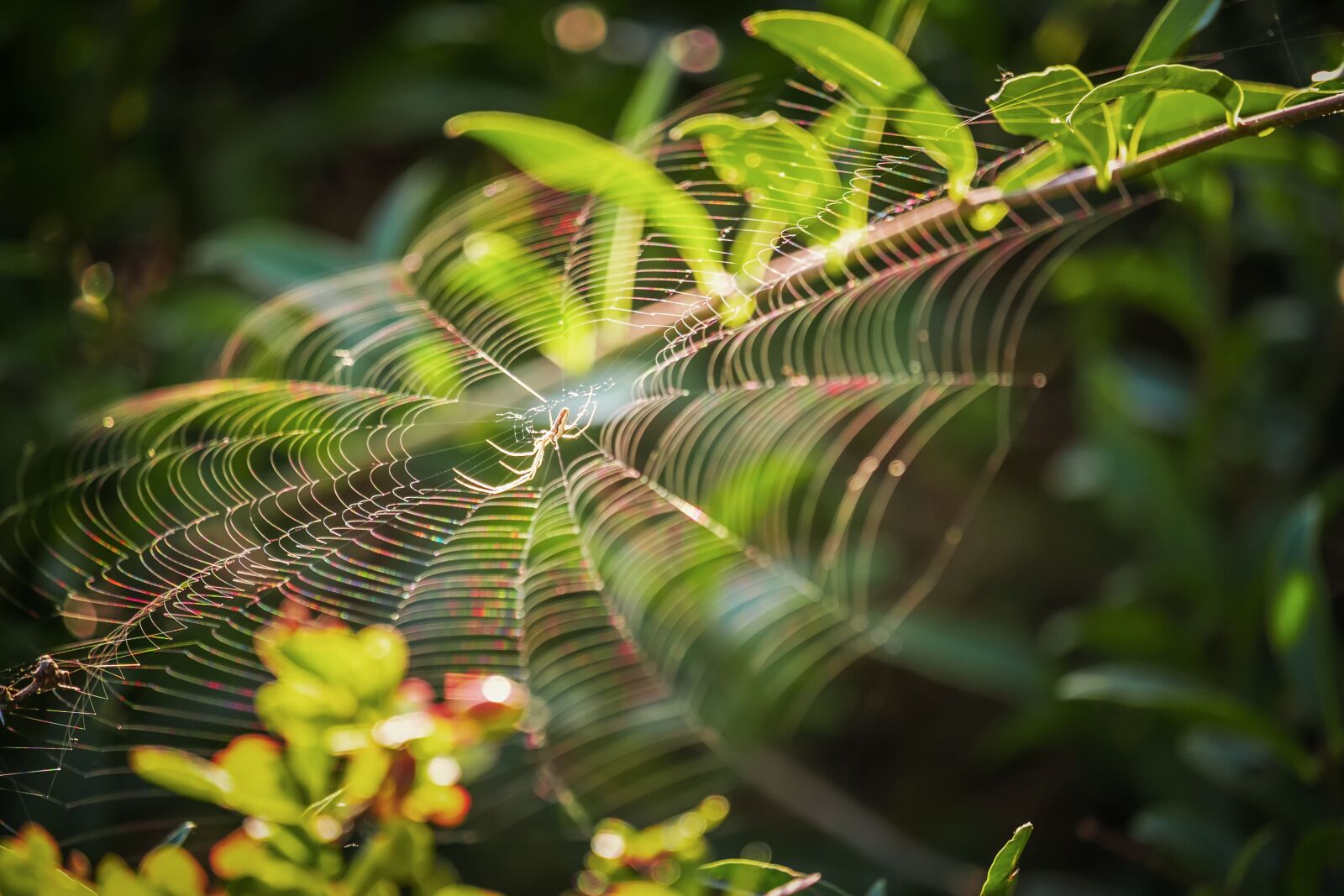 Fujifilm XF 55-200mm F3.5-4.8 R LM OIS sample photo. Insect, spider, arachnid photography