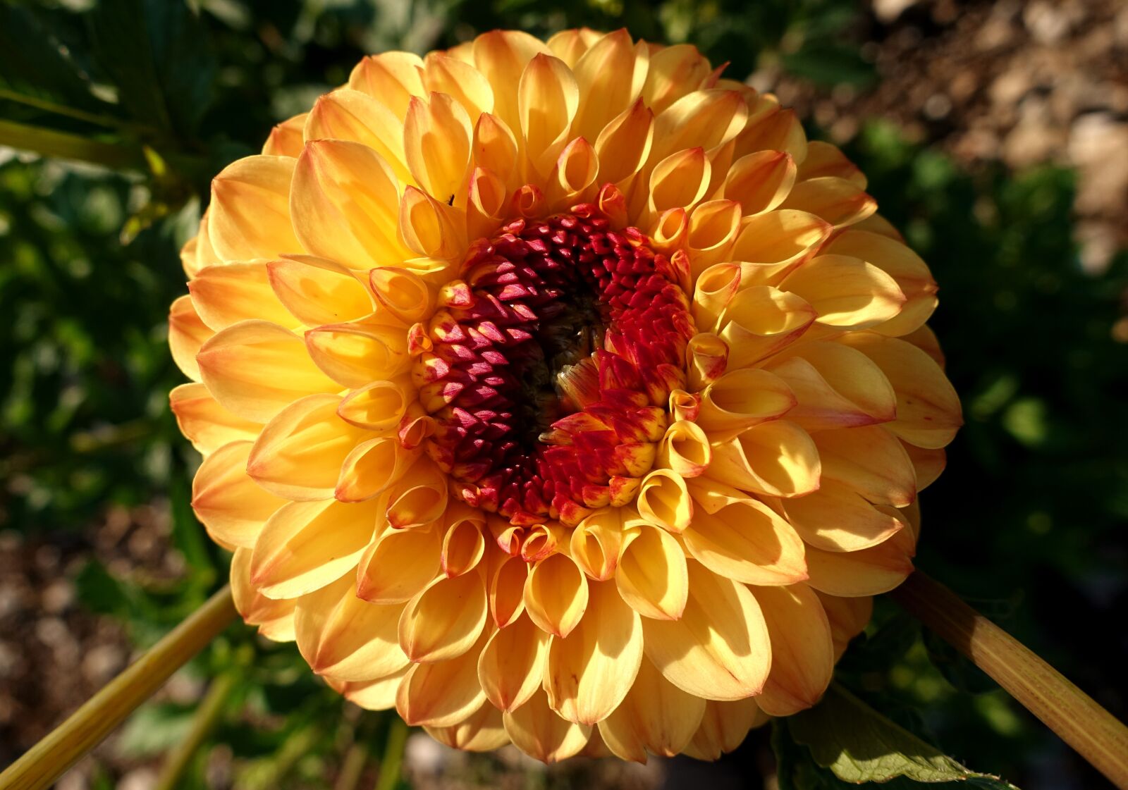 Sony DSC-RX100M5 sample photo. Dahlia, plant, flower photography