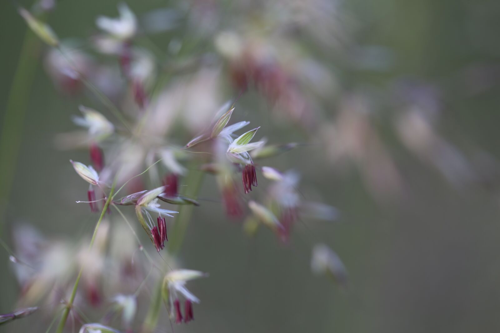 Canon EF 100mm F2.8L Macro IS USM sample photo. Grasses, halme, meadow photography