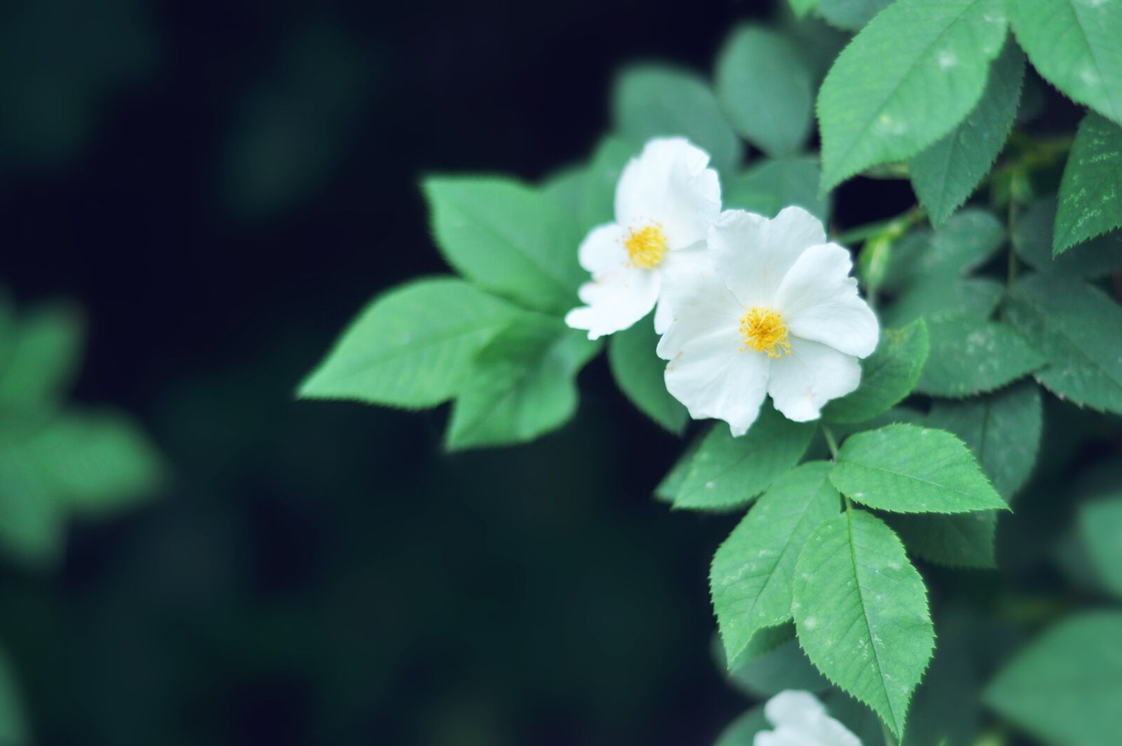 Nikon D90 sample photo. Flower, spring, summer photography