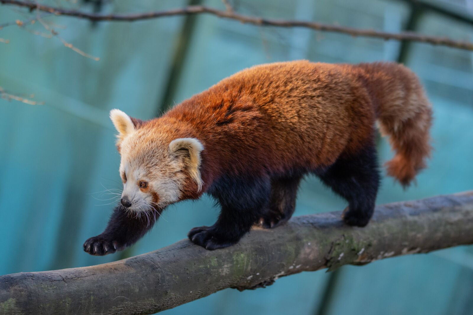 Nikon D7200 sample photo. Red panda, teddy bear photography