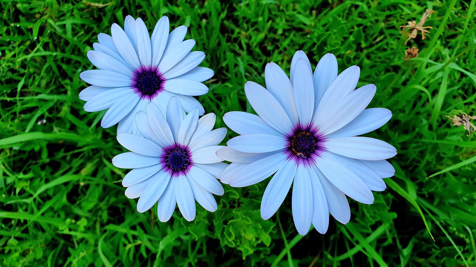 Samsung Galaxy S10e sample photo. Flower, white, grass photography