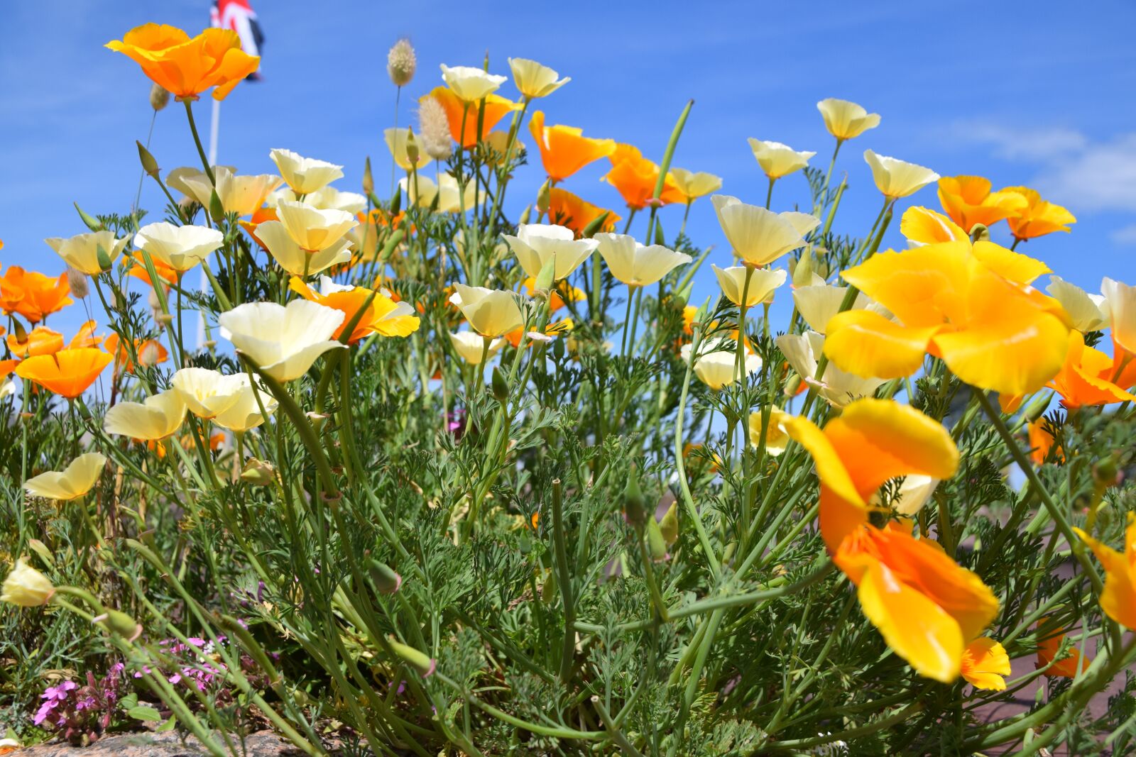 Nikon D5300 sample photo. Flower country, nature, fields photography
