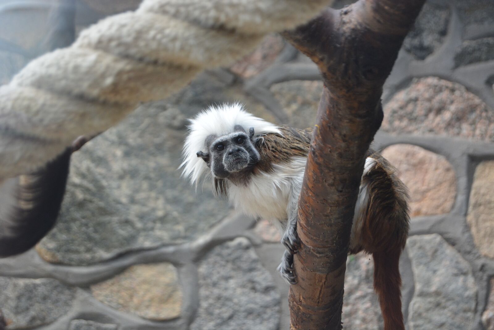 Nikon D5200 sample photo. Monkey, äffchen, zoo photography