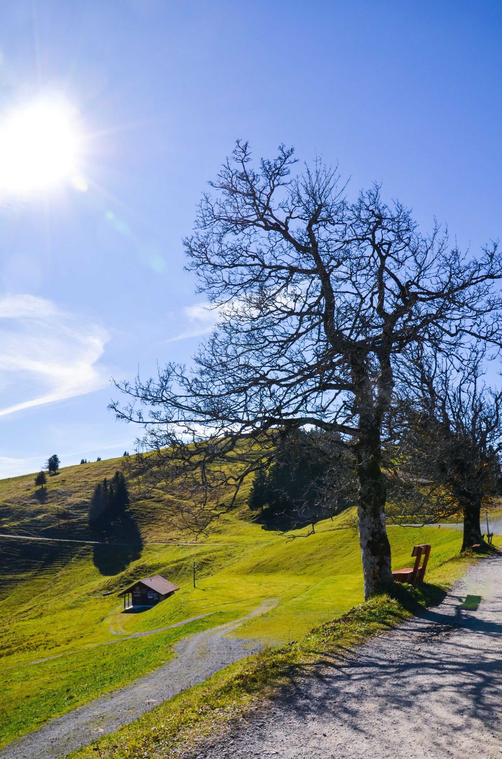 Nikon D7000 sample photo. Hiking, mountain meadow, tree photography
