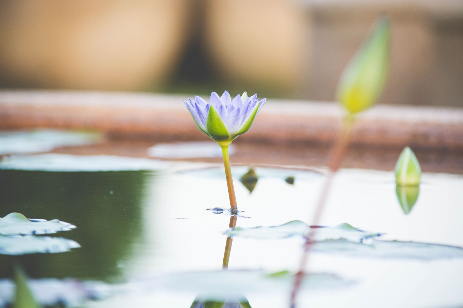 Nikon D5200 sample photo. Purple, petaled, flower, in photography