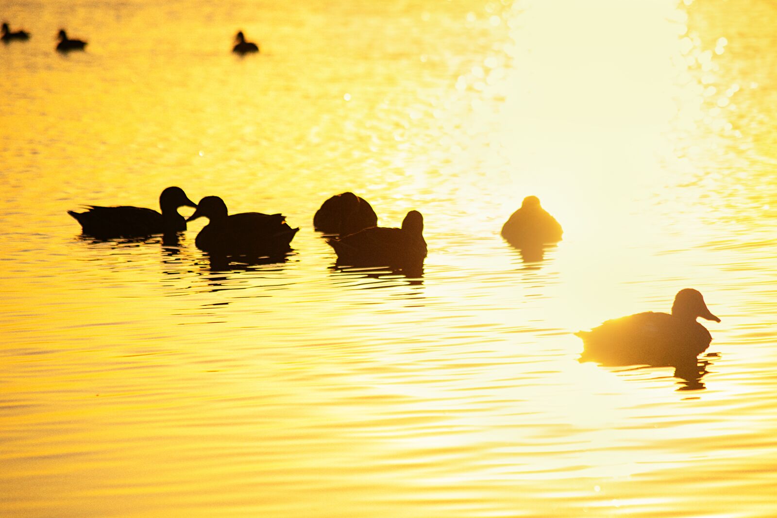 Nikon D3300 sample photo. Lake, ducks, dawn photography
