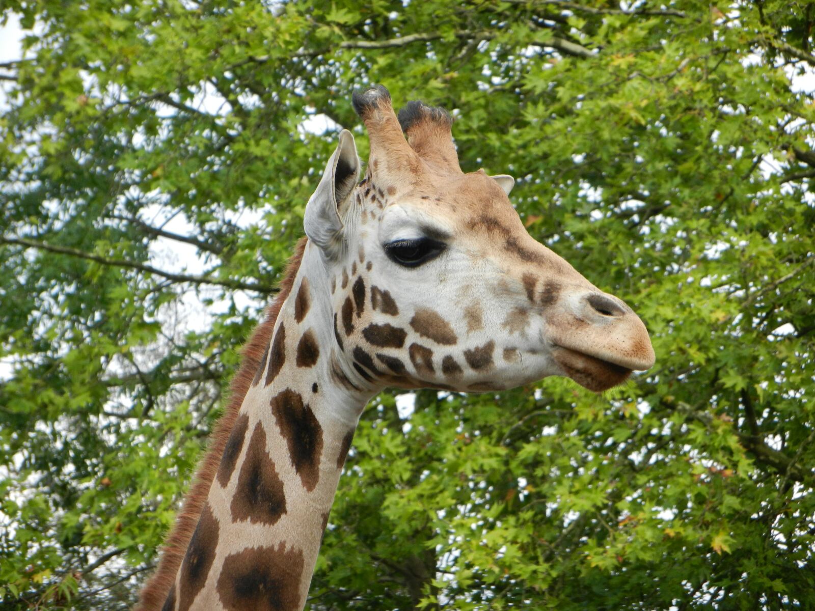 Nikon Coolpix S9100 sample photo. Giraffe, zoo, africa photography
