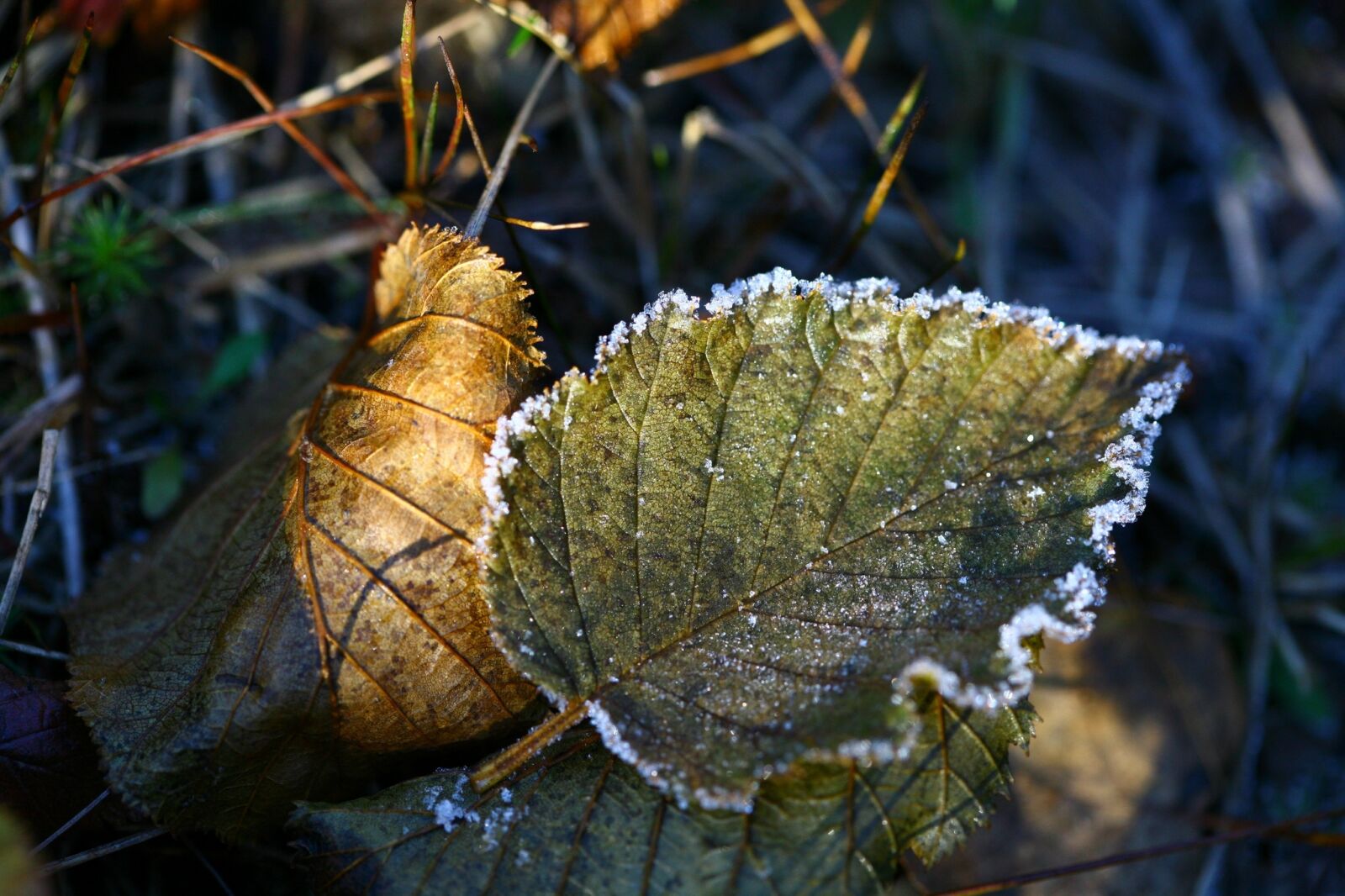 Canon EOS 5D sample photo. Autumn, the first frost photography
