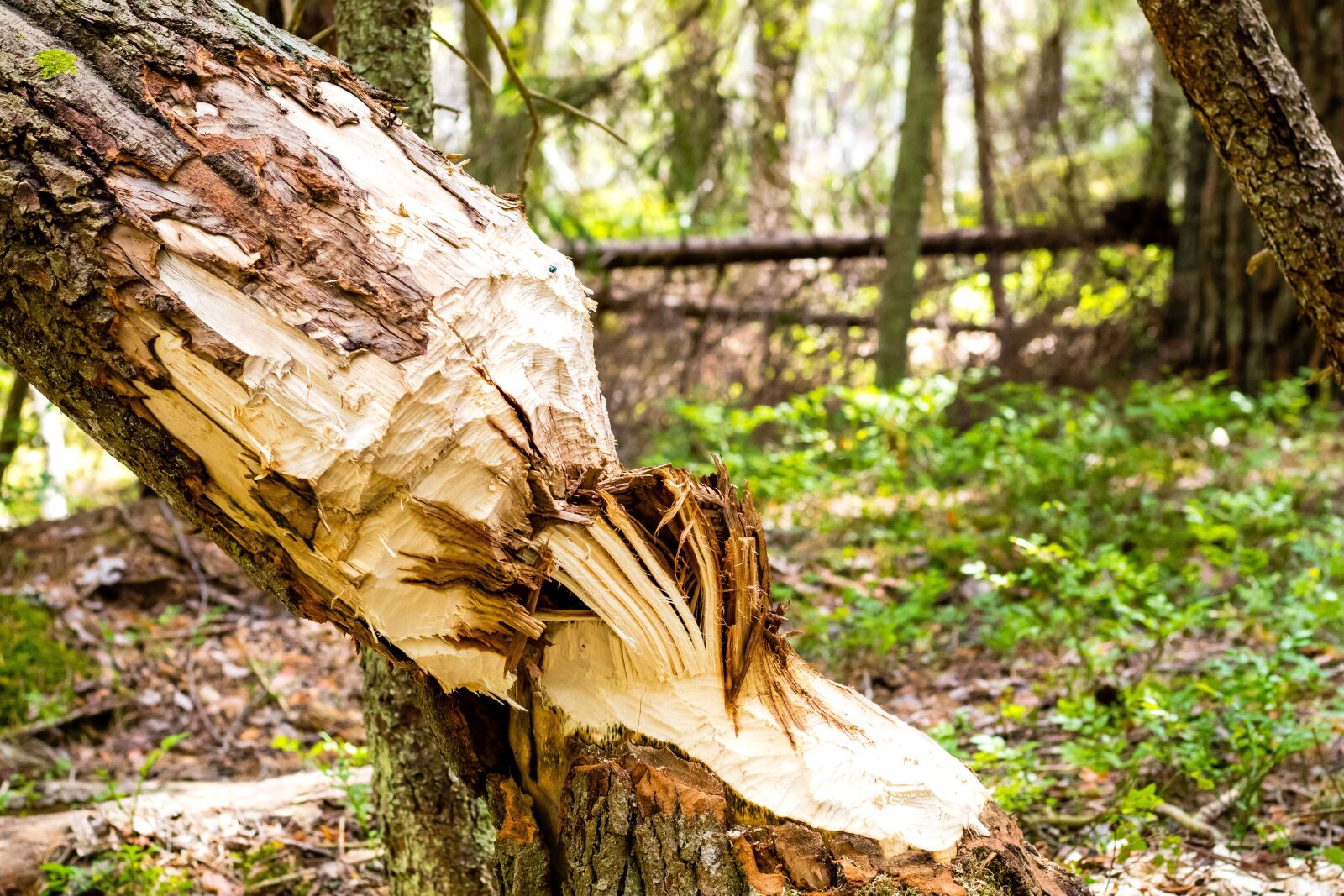 Canon EOS 80D sample photo. Beaver, forest, nature photography