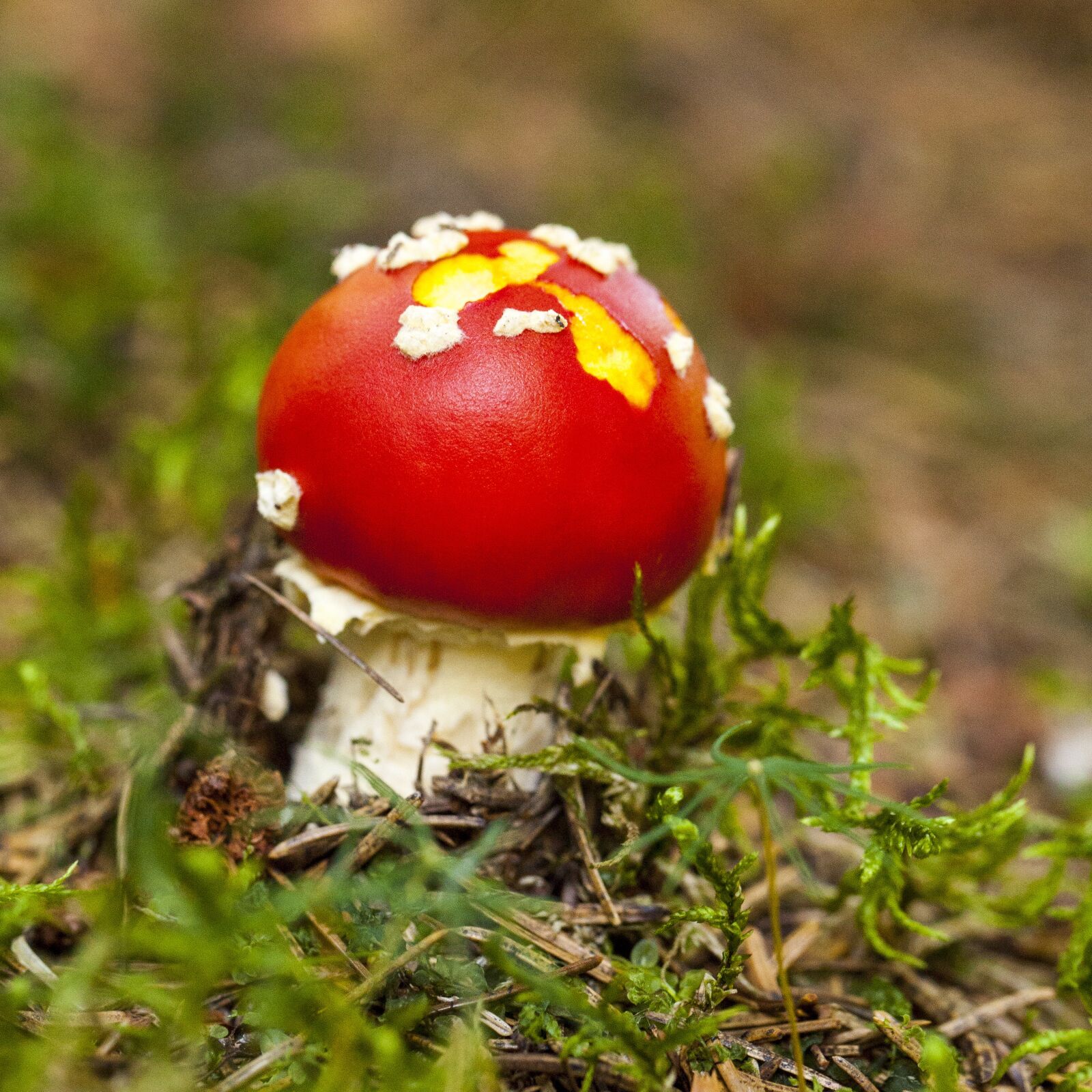 Canon EF 100mm F2.8L Macro IS USM sample photo. Little one, amanita muscaria photography