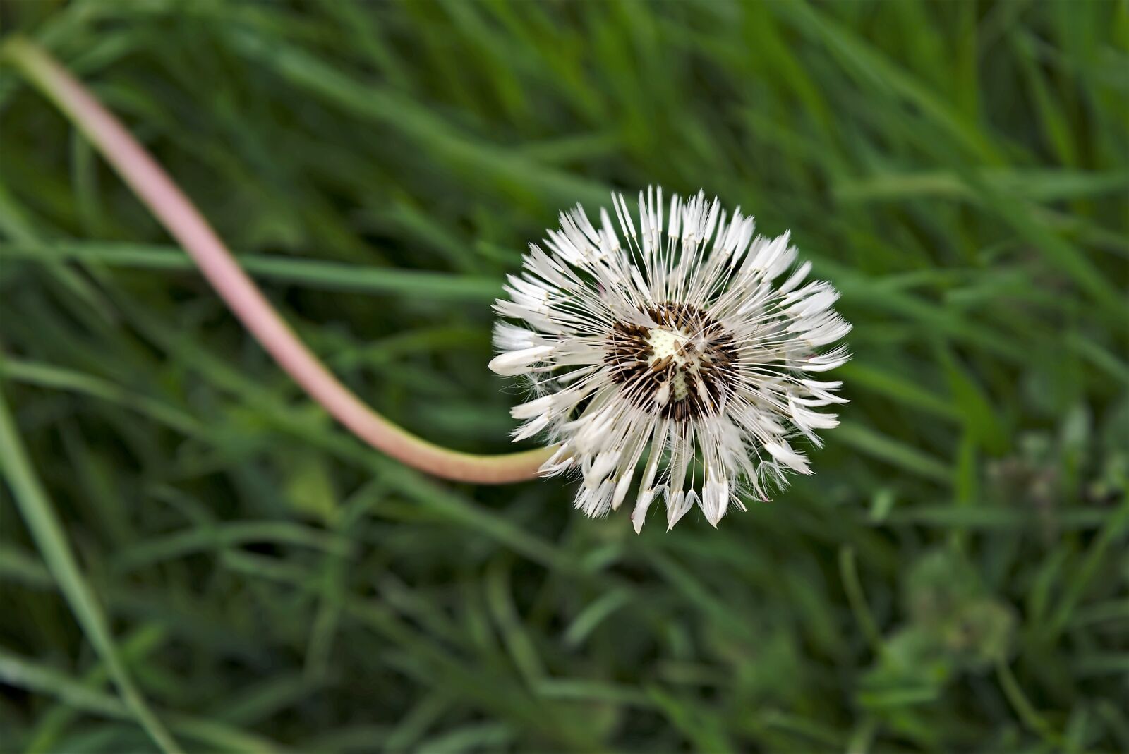 Nikon D750 sample photo. Dandelion, meadow, seeds photography