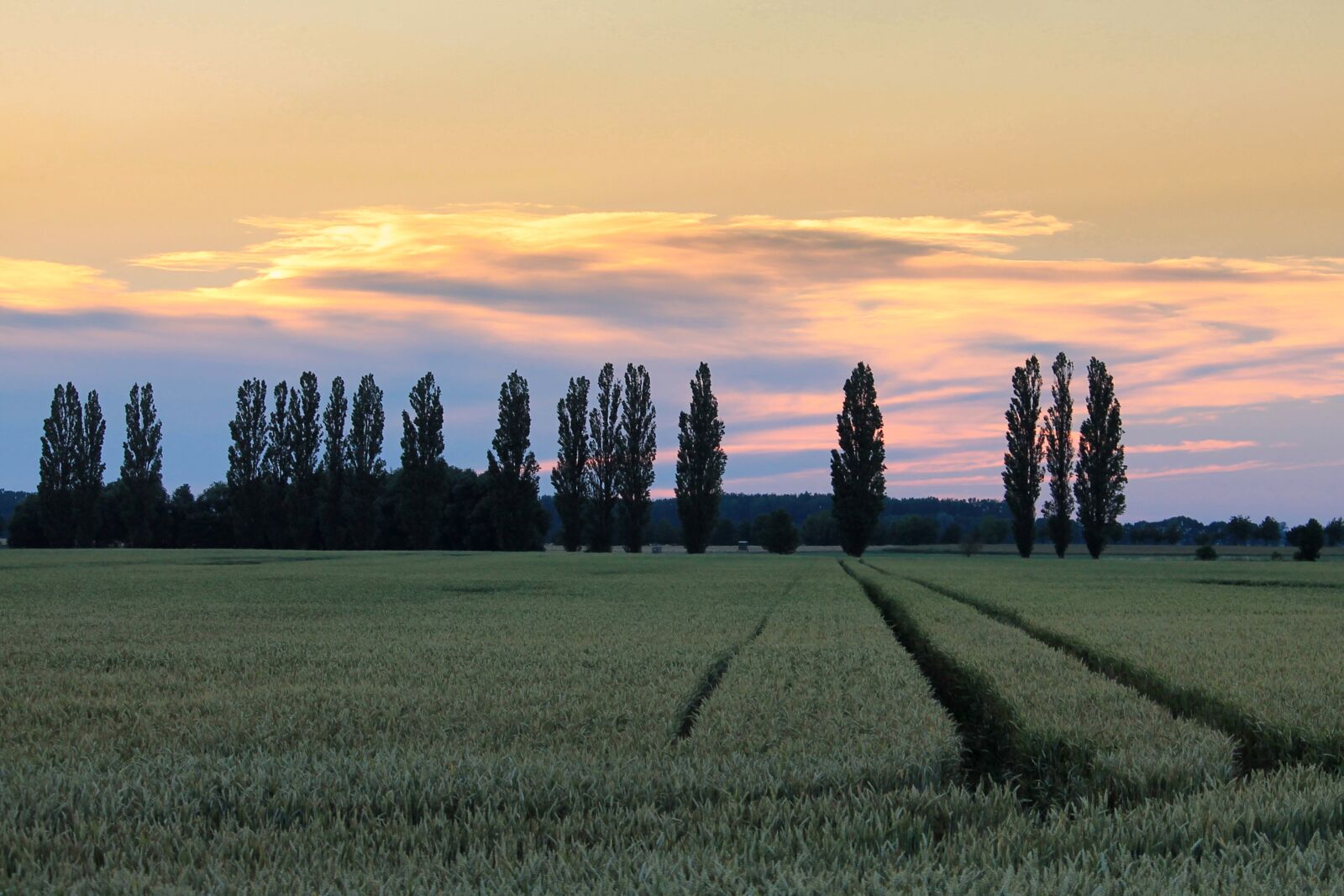Canon EF-S 55-250mm F4-5.6 IS II sample photo. Sunset, landscape, trees photography