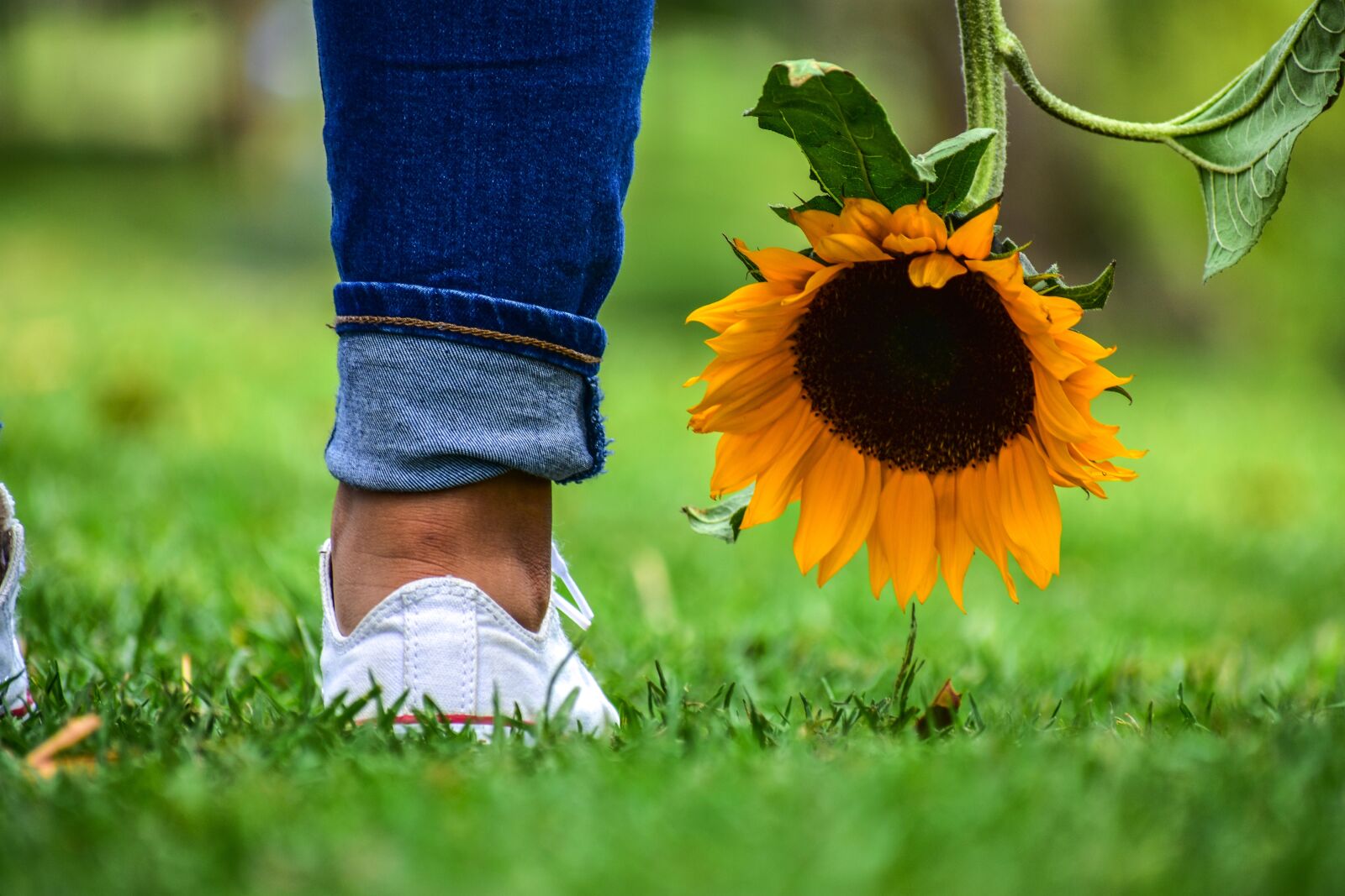 Nikon D3400 sample photo. Sunflower, plain, landscape photography