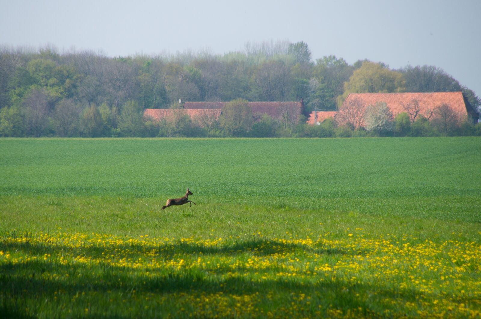 Sony SLT-A57 sample photo. Field, roe deer, escape photography