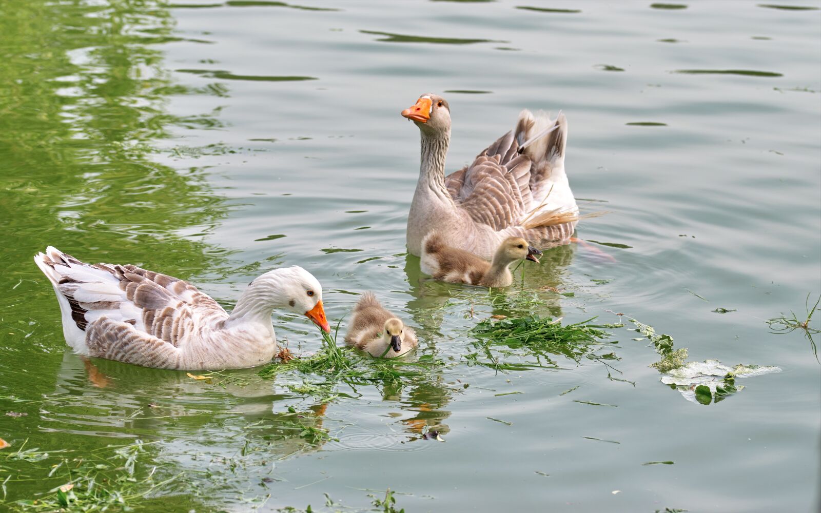 Nikon D5300 sample photo. Birds, goose, chicken photography