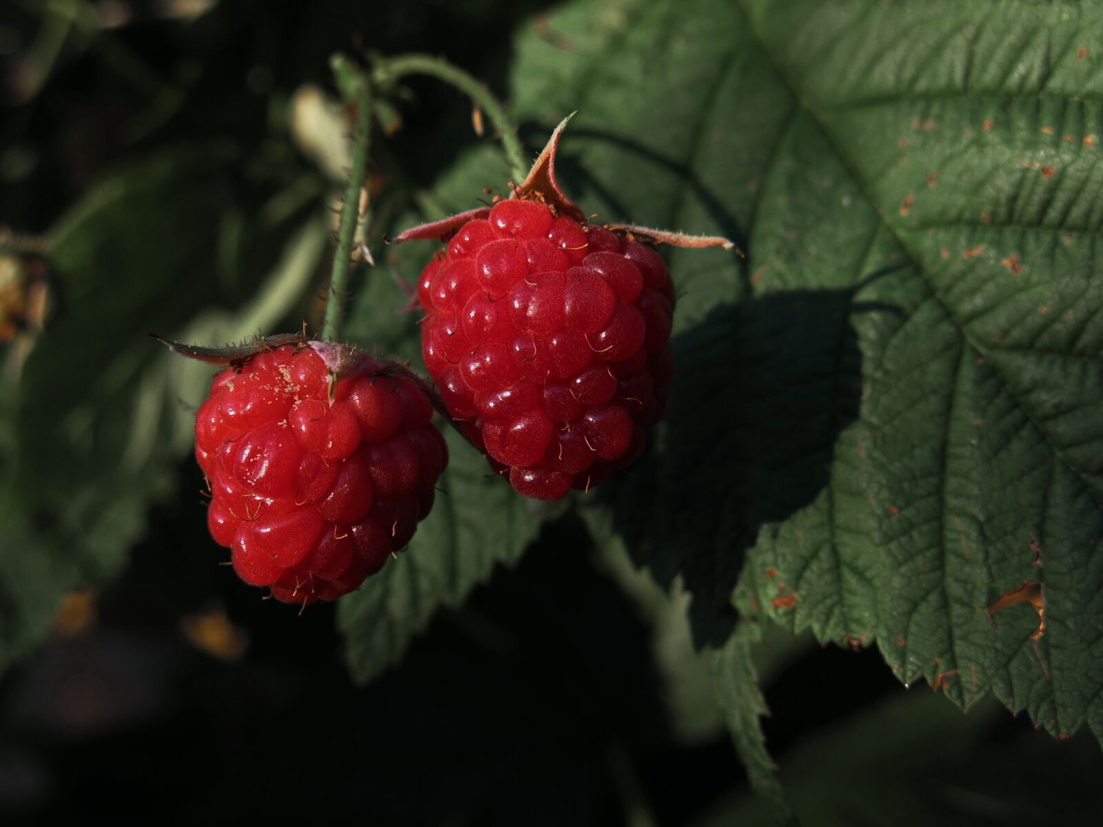 Canon PowerShot G15 sample photo. Raspberries, fruits, red photography