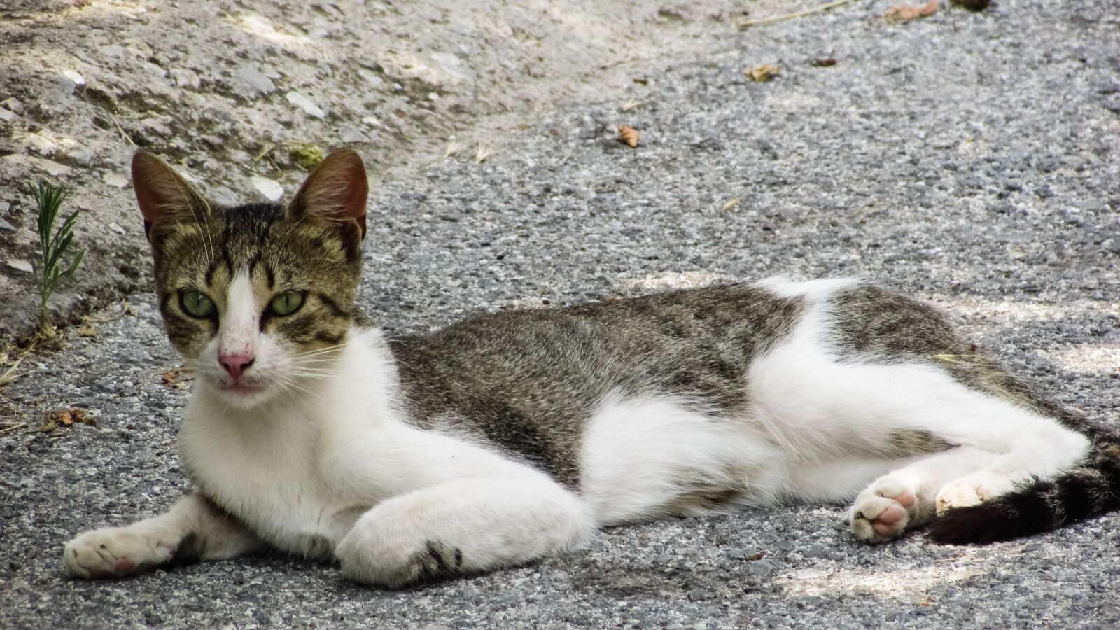 Canon PowerShot SX400 IS sample photo. Cat, stray, looking photography
