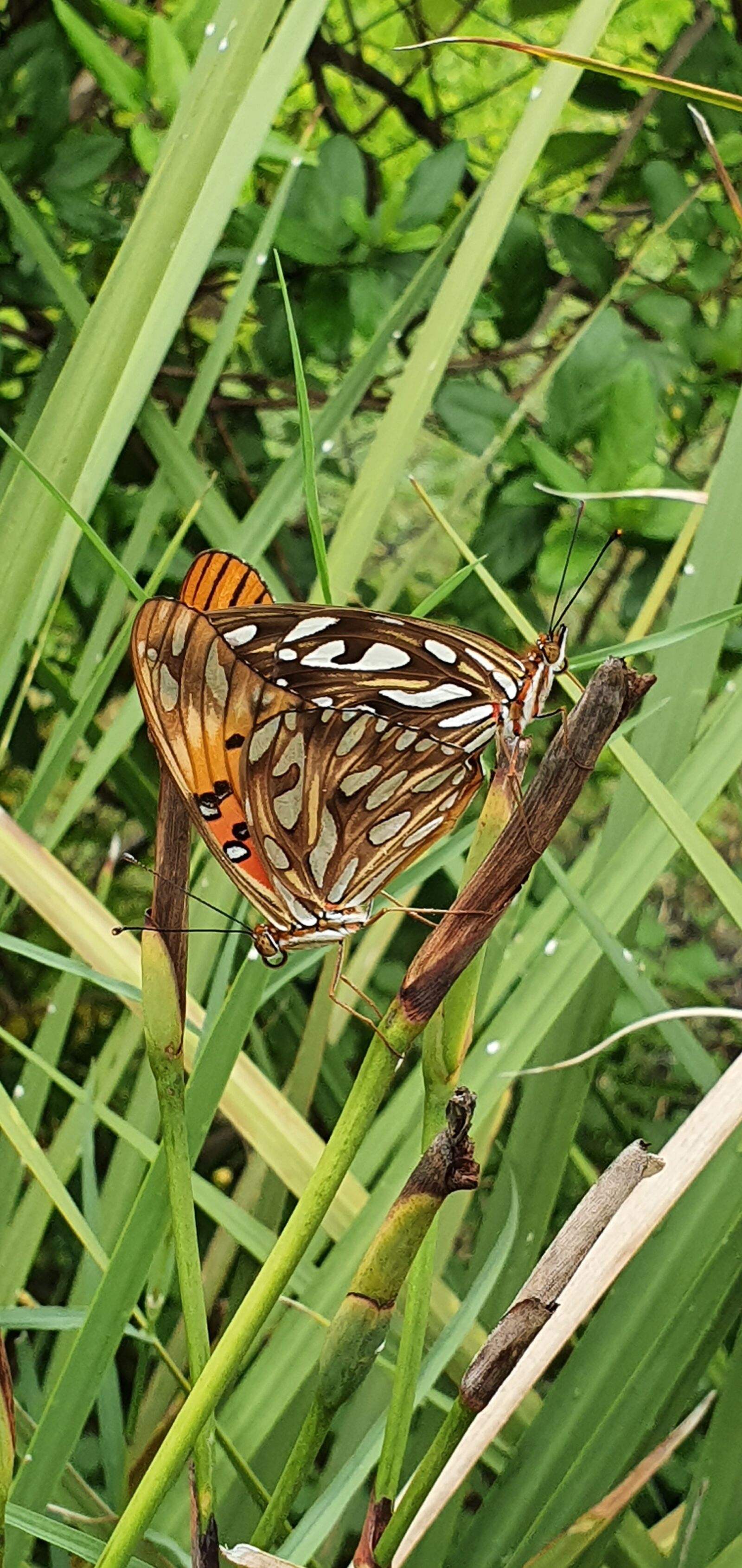 Samsung Galaxy S10 sample photo. Butterflies, reproduction, nature photography