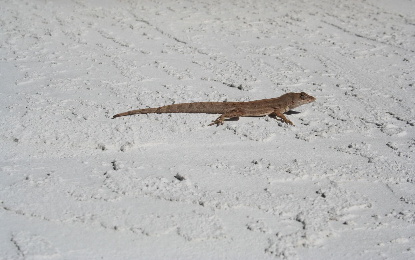 Canon EOS 350D (EOS Digital Rebel XT / EOS Kiss Digital N) sample photo. Lizard, florida, travel photography