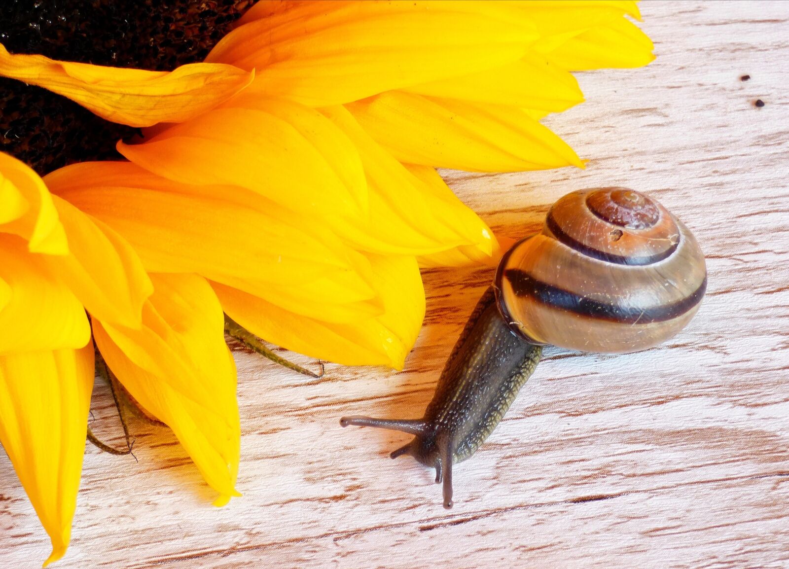 Panasonic DMC-FZ72 sample photo. Snail, house, reptile photography