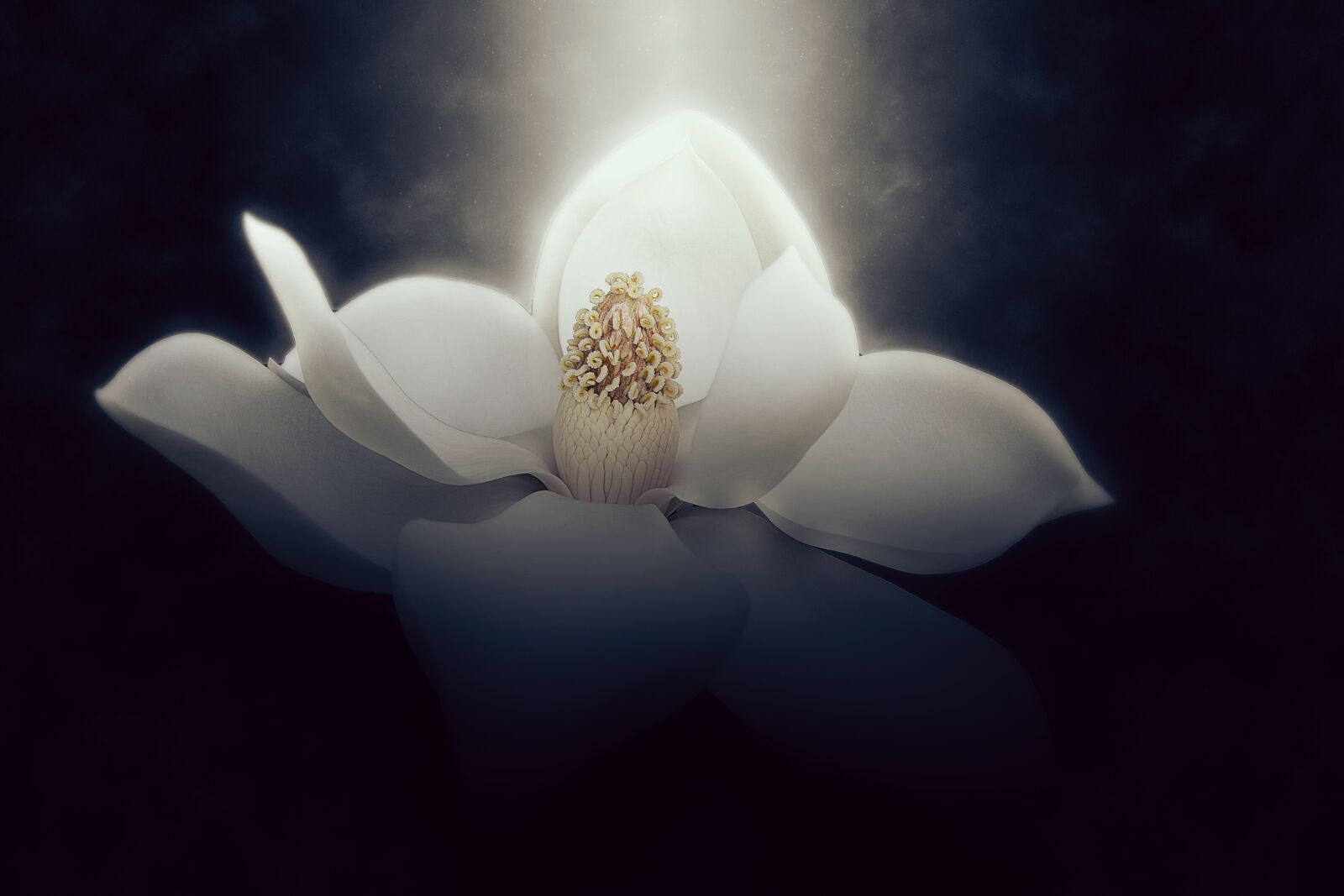 Sony a6000 sample photo. Wallpaper, background, magnolia photography