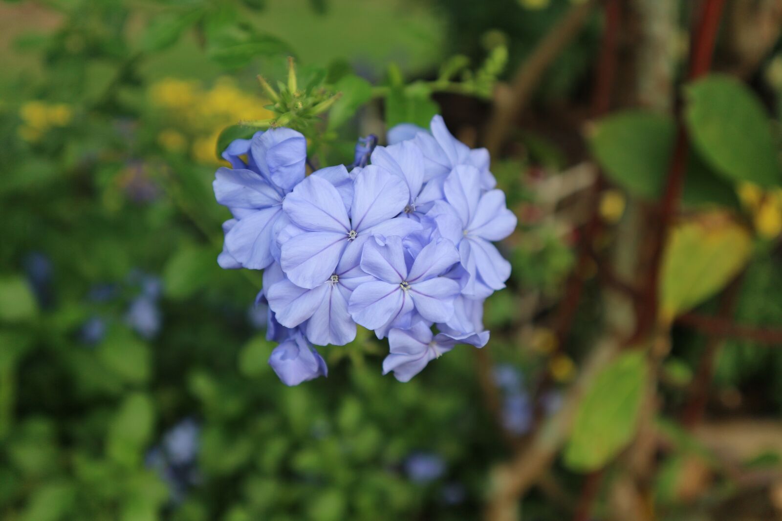 Canon EOS M10 sample photo. Plant, ornamental, kind of photography