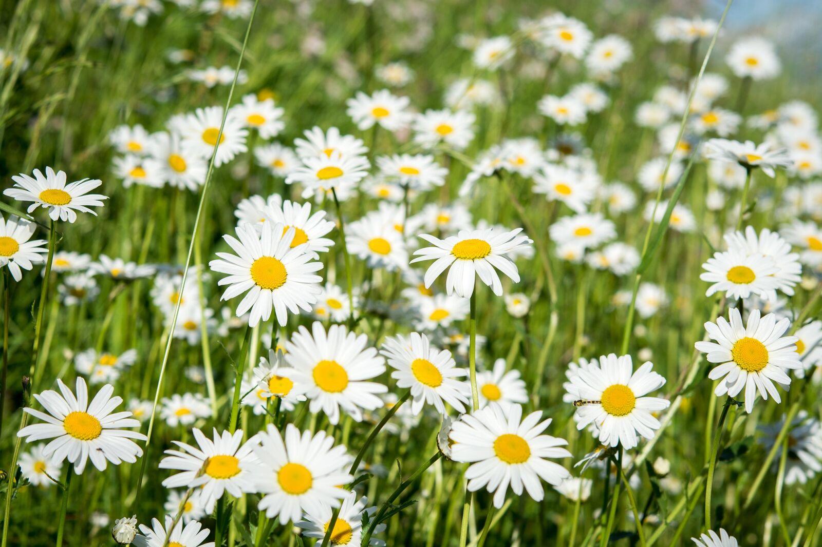 Nikon D7100 sample photo. Daisies, pointed-marguerites, wildflowers photography