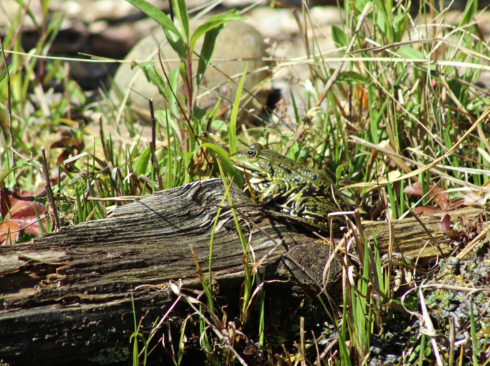 Canon EF75-300mm f/4-5.6 sample photo. Frog, garden, garden pond photography