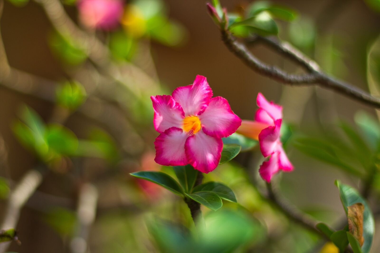 Canon EOS 700D (EOS Rebel T5i / EOS Kiss X7i) + Canon EF 50mm F1.8 STM sample photo. Invited to visit, the photography