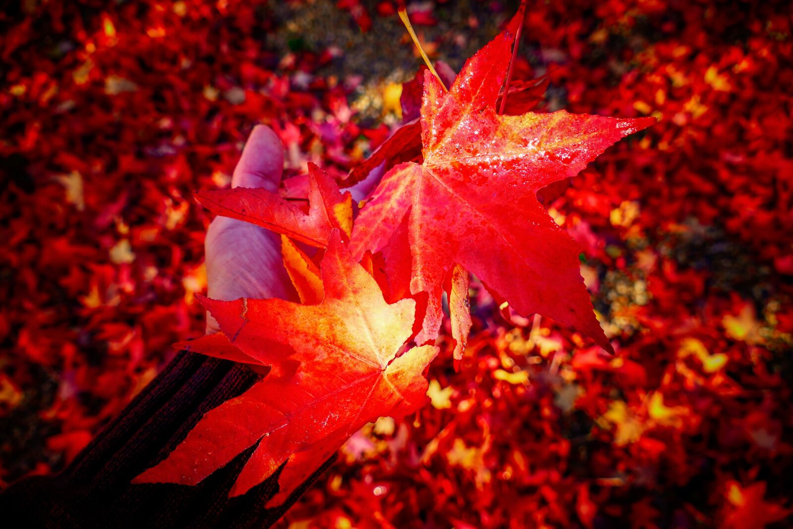 Panasonic Lumix DMC-FZ1000 sample photo. Leaves, fall, forest photography