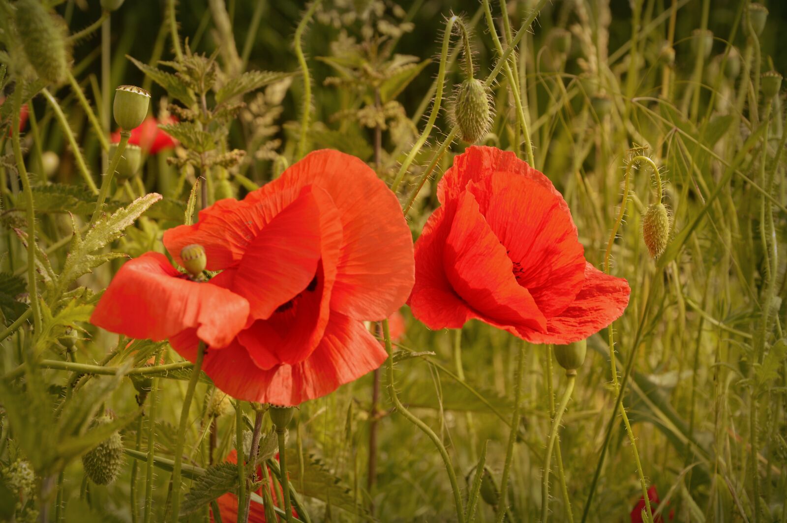 Nikon D3200 sample photo. Poppy, papaver, grassland plants photography