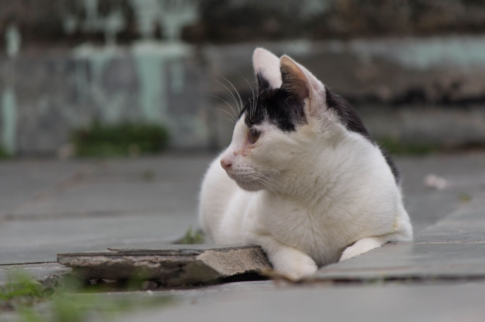 Canon EOS 60D sample photo. Cat, feline, domestic photography