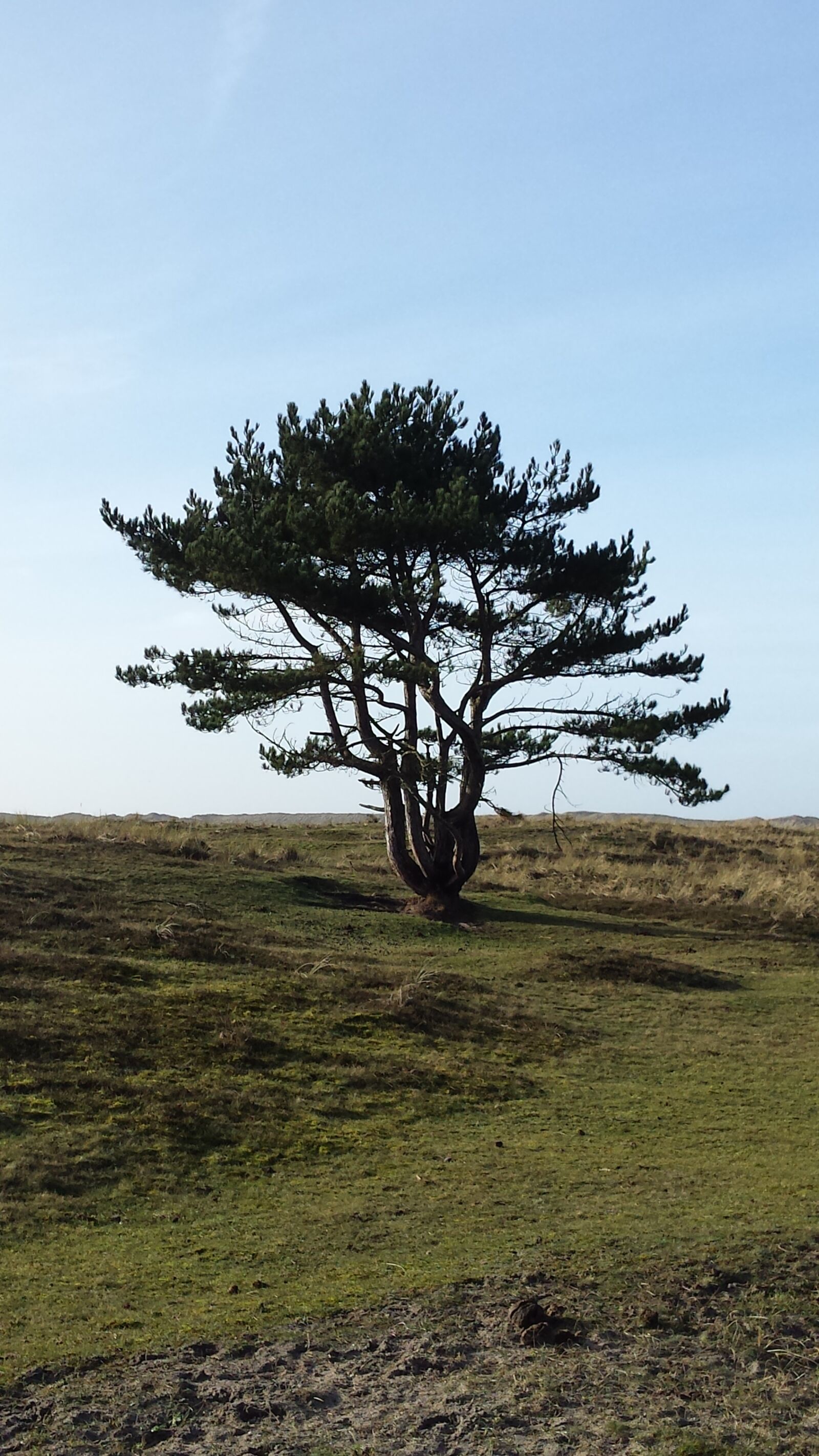 Samsung Galaxy S4 sample photo. Tree, only, nature photography