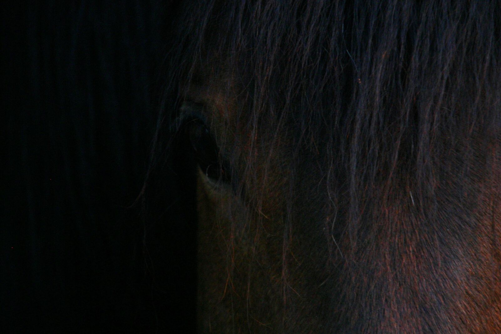Canon EOS 300D (EOS Digital Rebel / EOS Kiss Digital) sample photo. Horse, chamfer, toupet photography