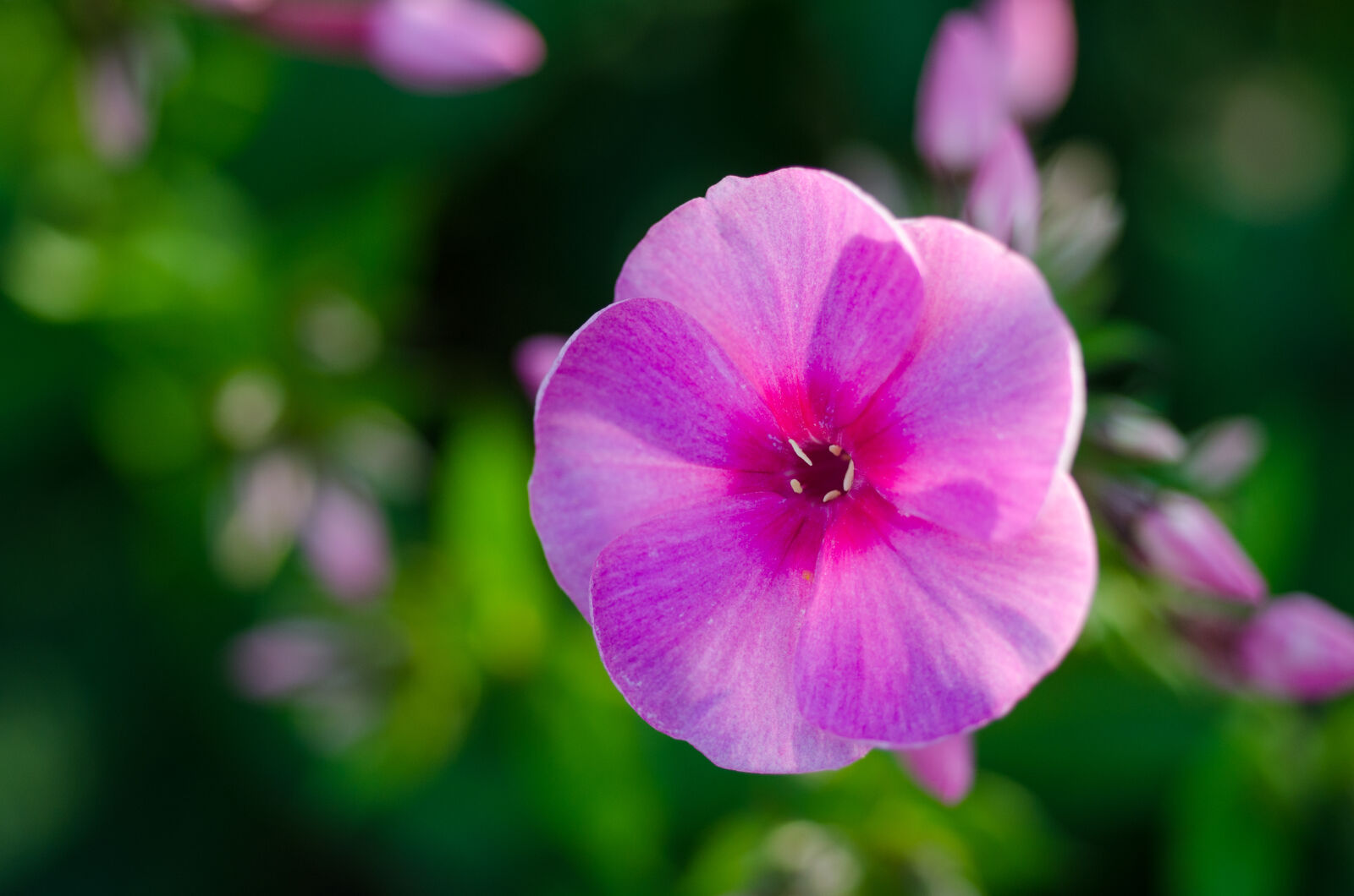 Nikon D7000 + AF Micro-Nikkor 55mm f/2.8 sample photo. Beautiful, bloom, blossom, flora photography