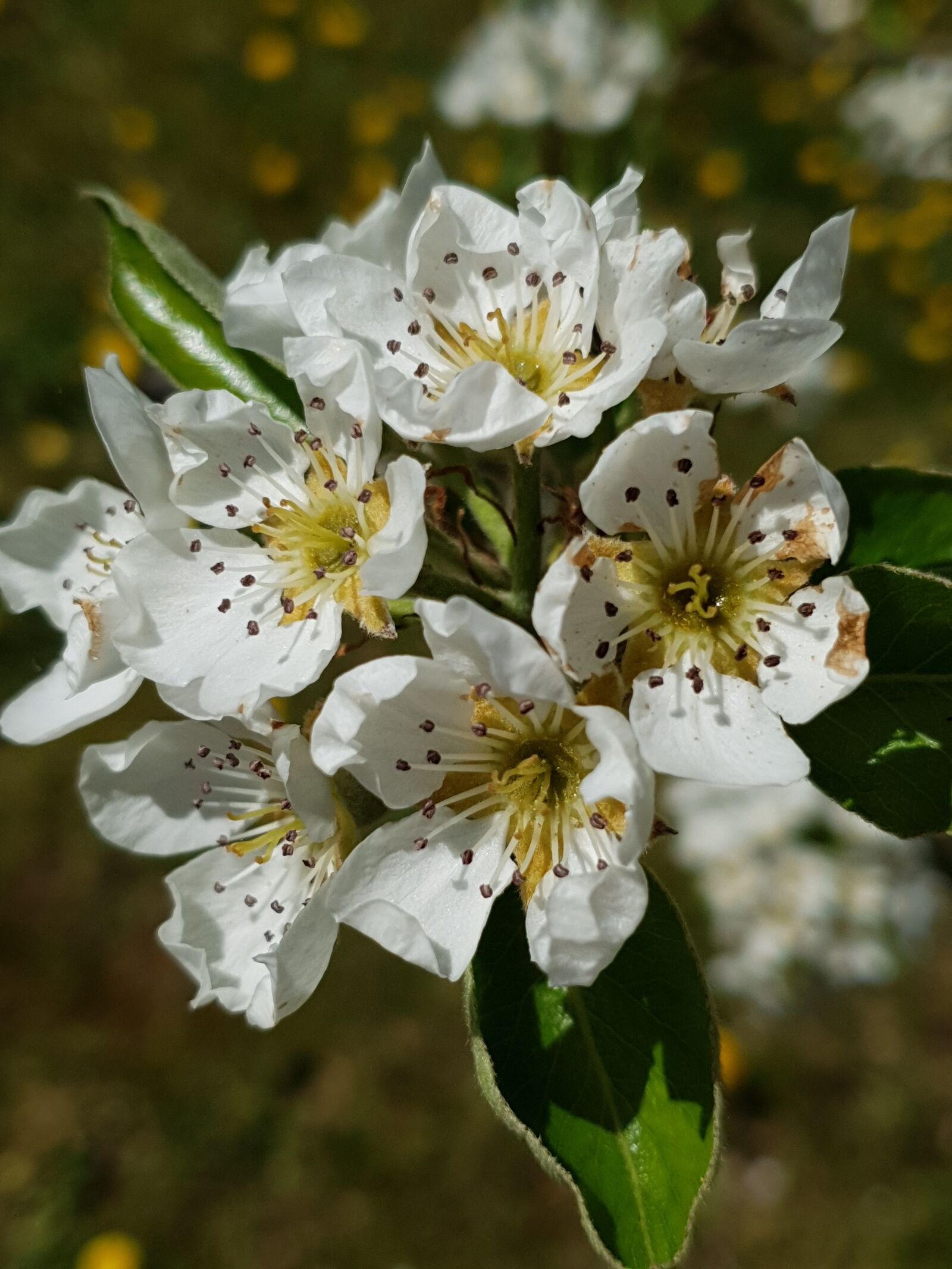Samsung Galaxy S9 sample photo. Flower, close up, nature photography