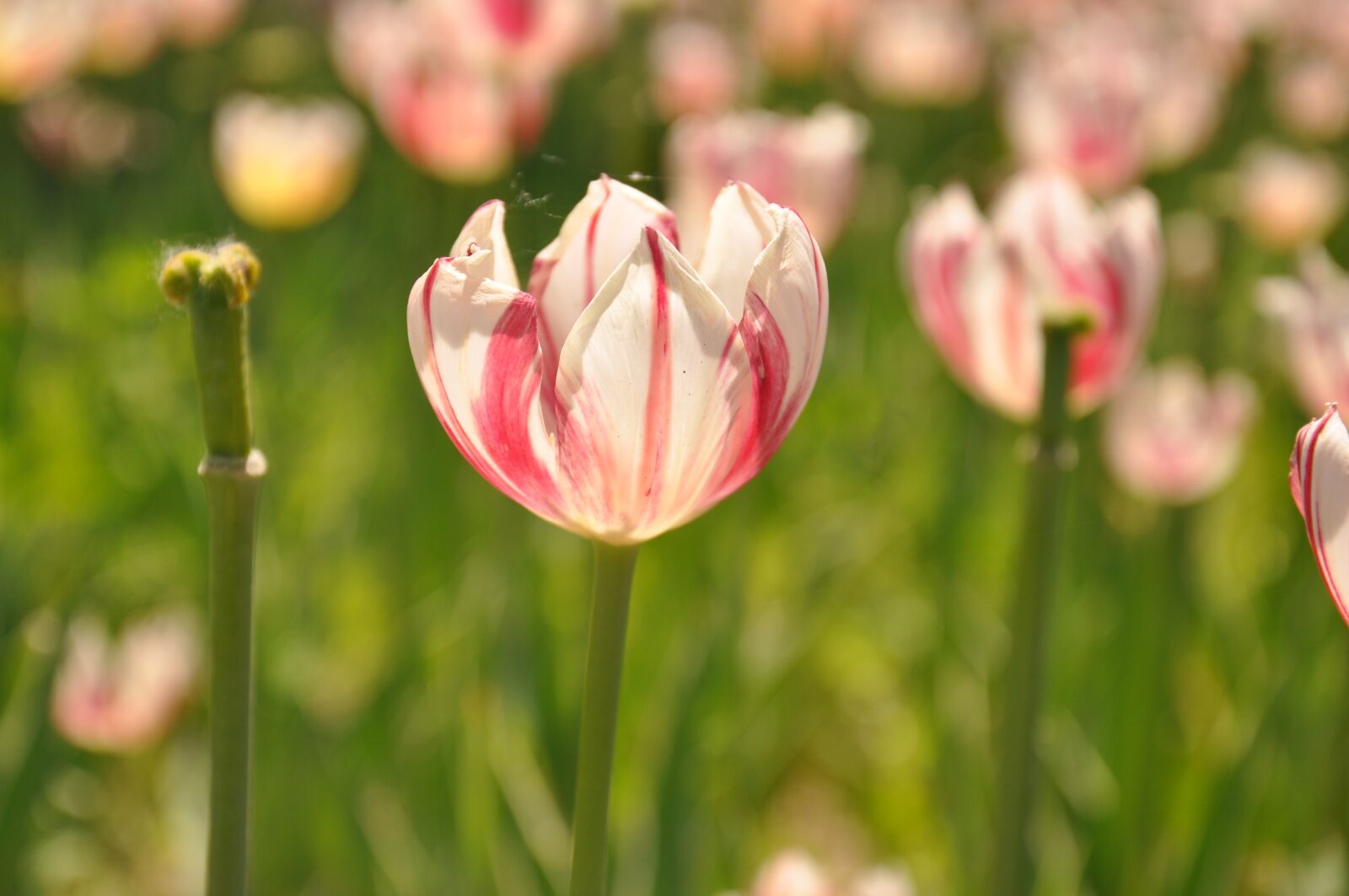 Nikon D90 sample photo. Shunyi district, beijing, flower photography