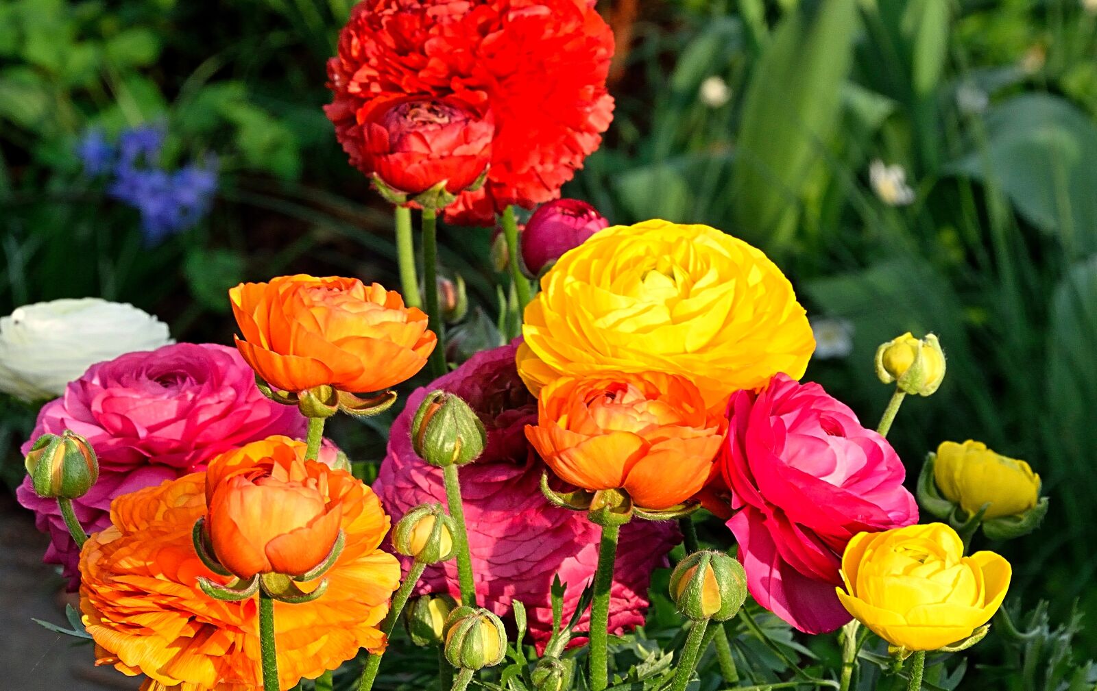 Nikon D3300 sample photo. Ranunkeln, flowers, spring photography