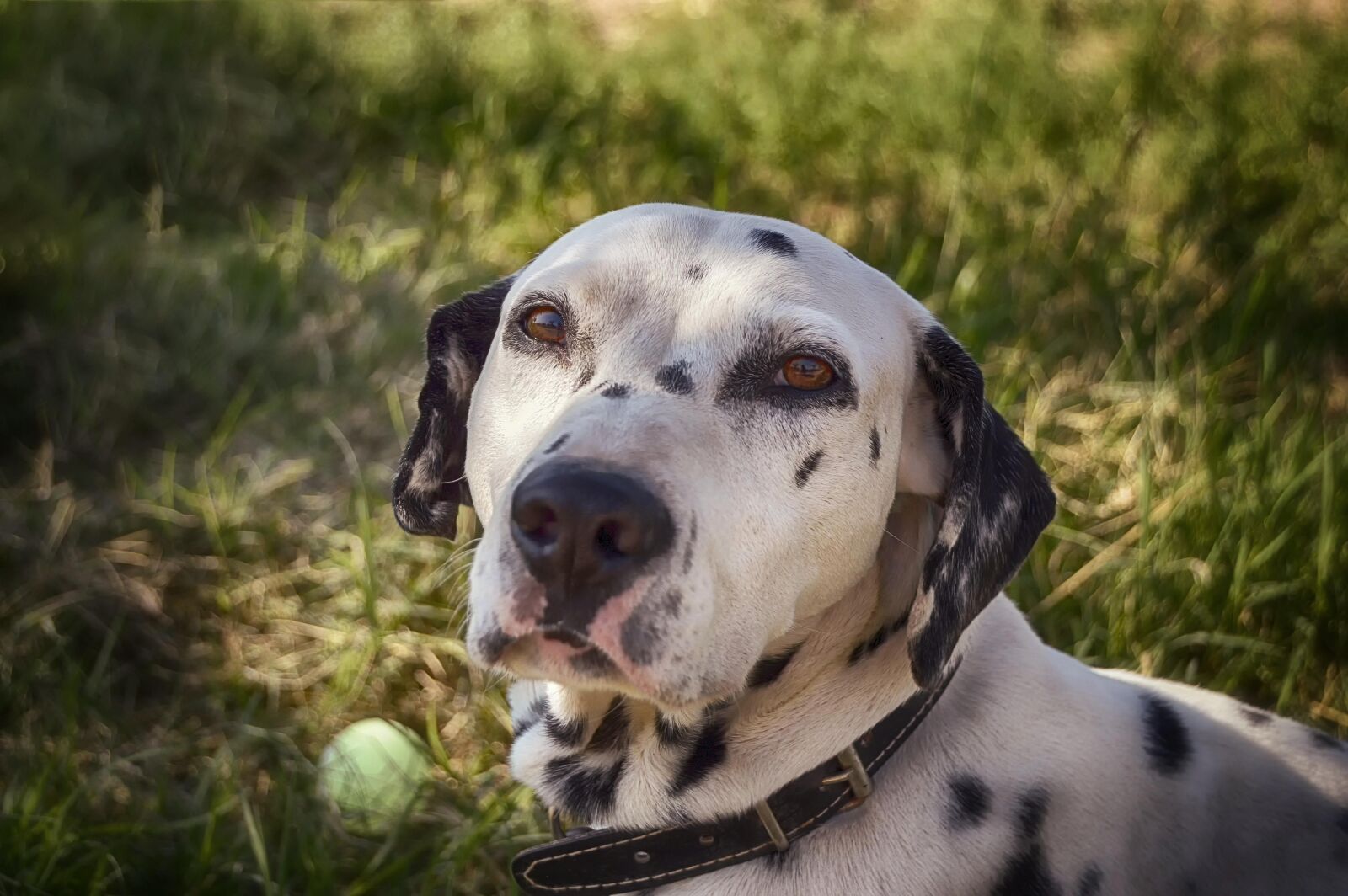 Nikon D3200 sample photo. Dalmatian, dog, cute photography
