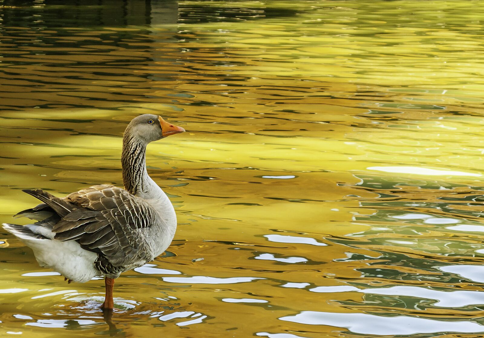 Canon POWERSHOT G9 sample photo. Goose, geese, duck photography