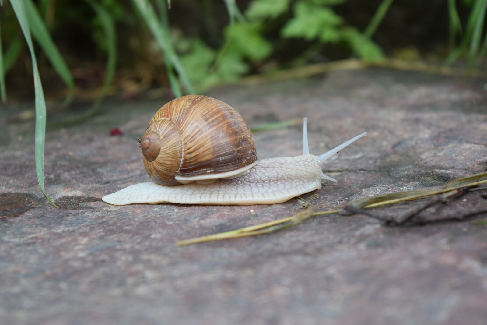 Nikon D3300 sample photo. Snail, shell, crawl photography