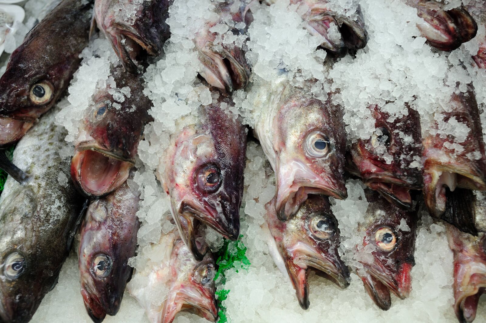 Nikon D700 sample photo. Fish, food, fresh photography