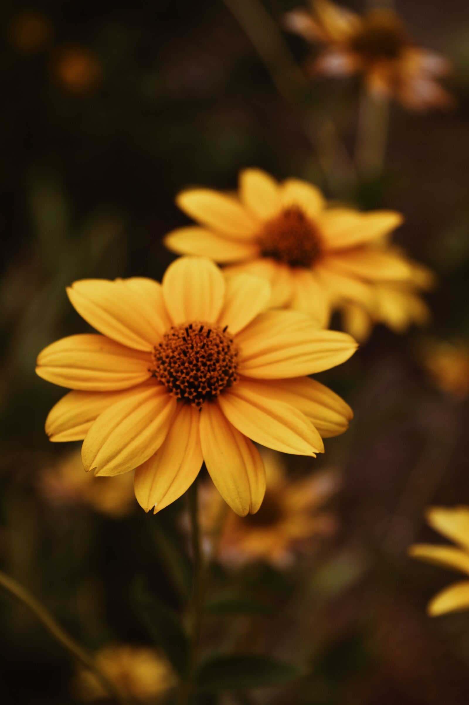 Nikon D3200 sample photo. Summer, flowers, nature photography