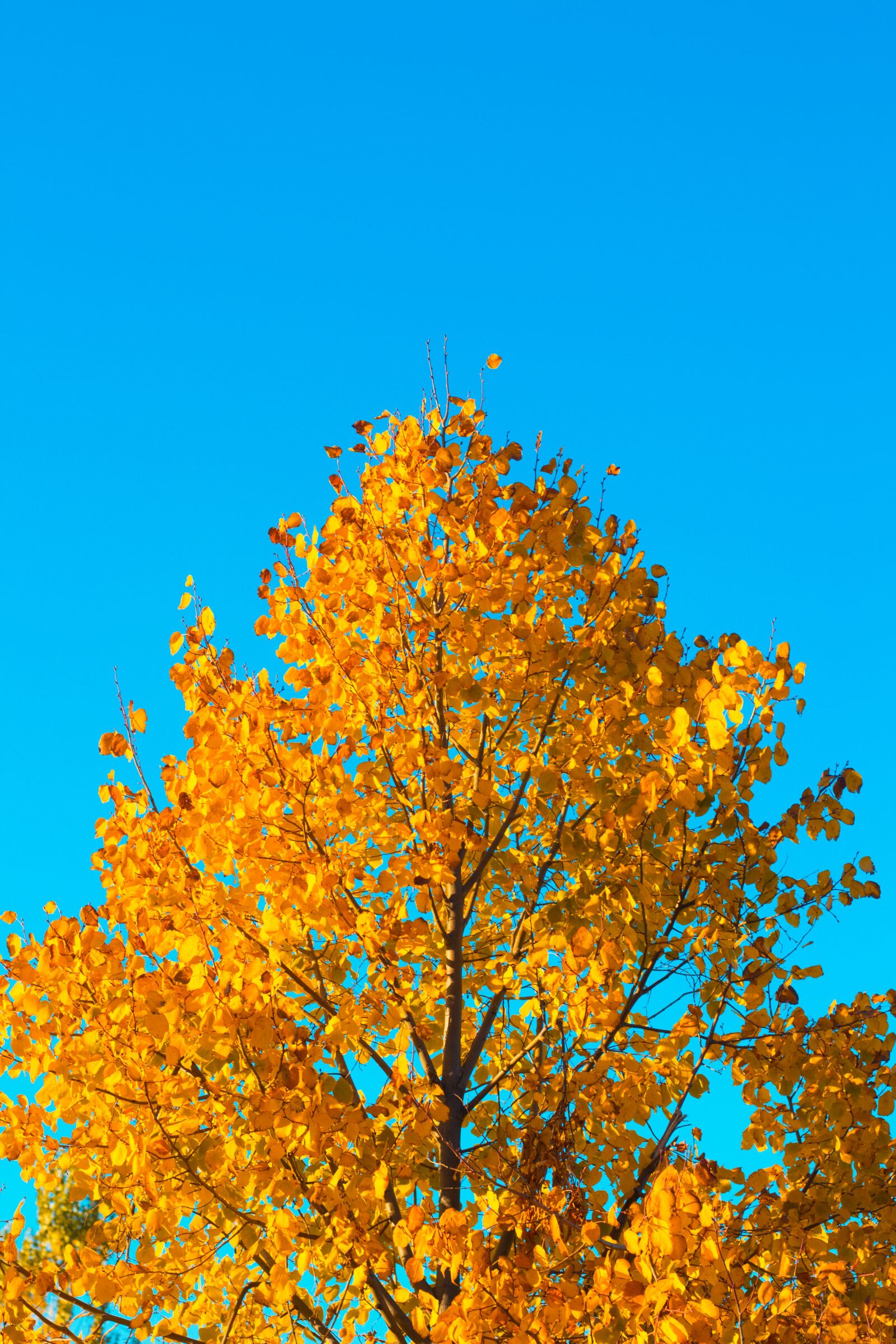 Canon EF 50mm F1.8 II sample photo. Tree, orange, sky photography