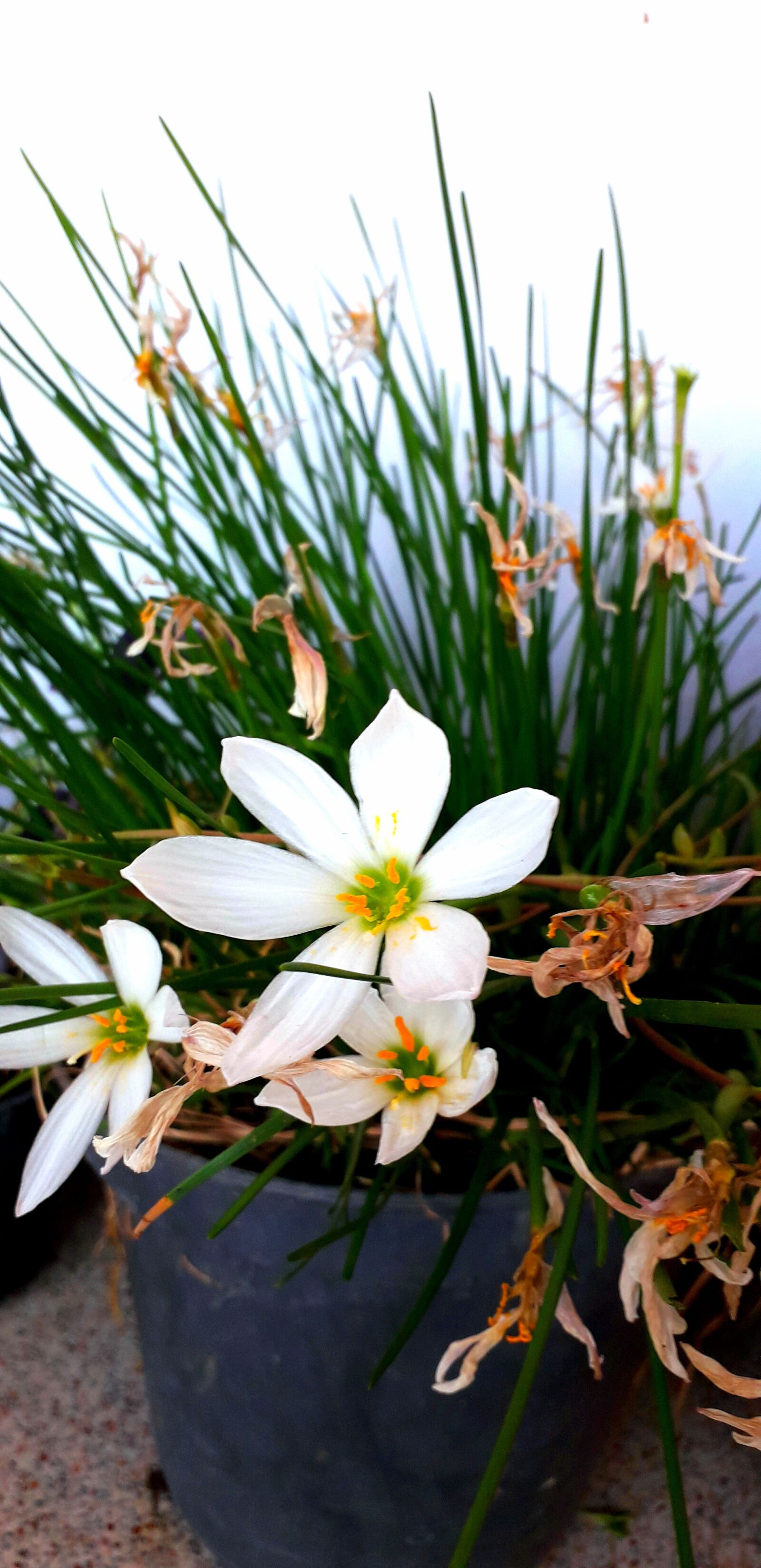 Samsung Galaxy J6 sample photo. Flower, green, white photography