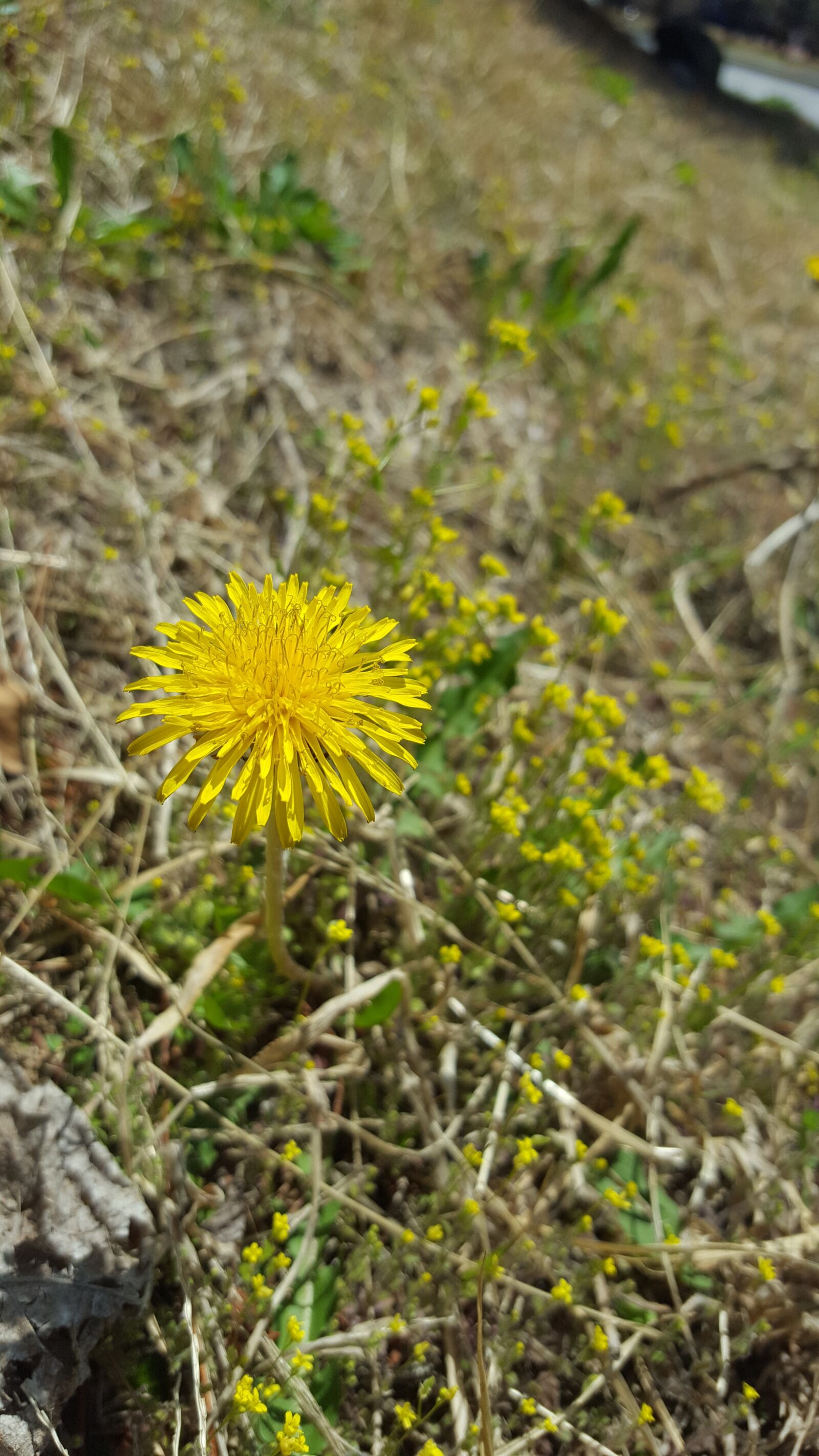 Samsung Galaxy S6 sample photo. Dandelion, spring, flowers photography