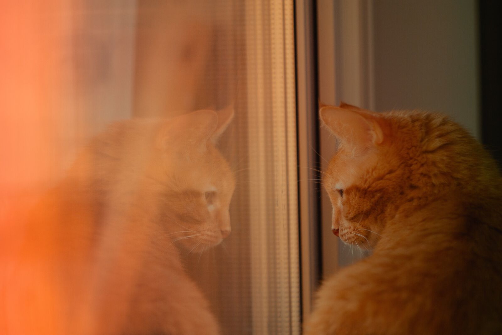 Canon EOS 550D (EOS Rebel T2i / EOS Kiss X4) sample photo. Cat, window, reflection photography